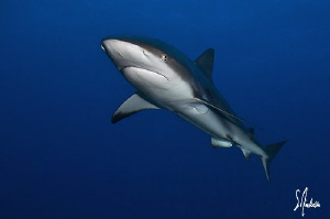 This image was taken during a dive at Hammertime Reef - B... by Steven Anderson 